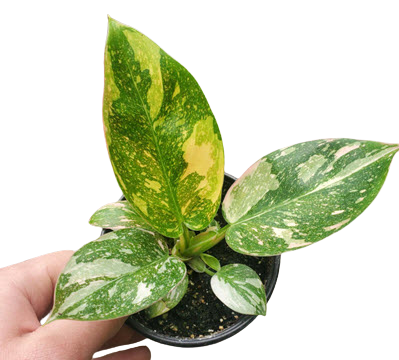 Green Congo Nuclear Variegated
